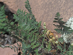 Cheilanthes eckloniana