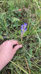 Gentiana affinis