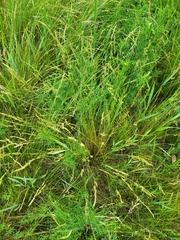 Festuca rupicola