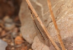 Macronemurus appendiculatus