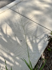 Leptochloa