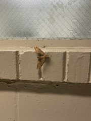 Protambulyx strigilis