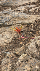 Castilleja linariifolia