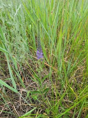 Veronica spicata