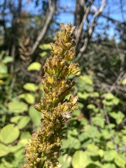 Solidago