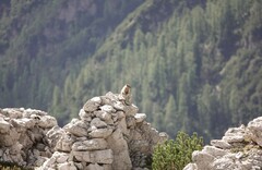 Marmota marmota