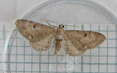 Eupithecia assimilata