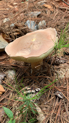 Tylopilus rubrobrunneus