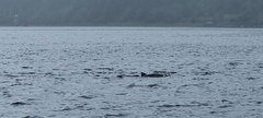 Phocoena phocoena