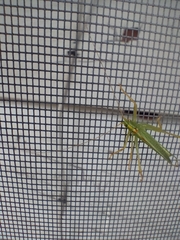 Meconema thalassinum