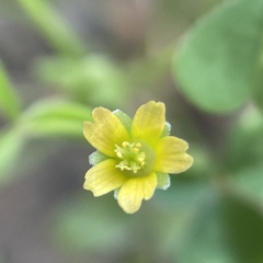 Oxalis