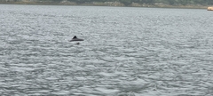 Phocoena phocoena