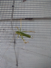 Meconema thalassinum