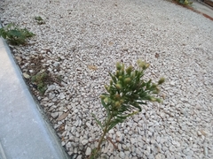 Erigeron bonariensis