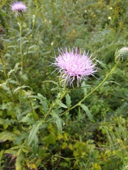 Cirsium discolor