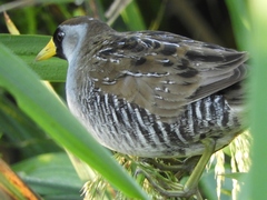 Porzana carolina