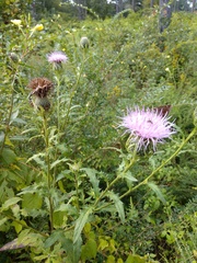 Cirsium discolor