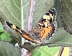 Phyciodes