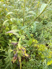 Cirsium discolor