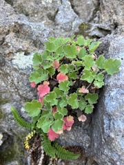 Heuchera rubescens