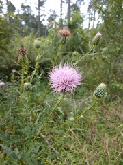 Cirsium discolor