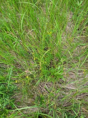 Potentilla longipes