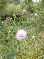 Cirsium discolor