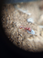 Pogonomyrmex