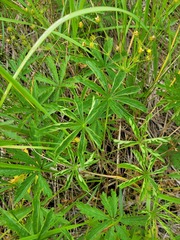 Potentilla longipes