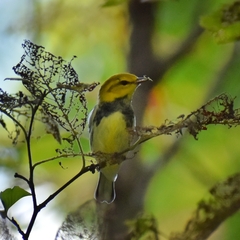 Setophaga virens