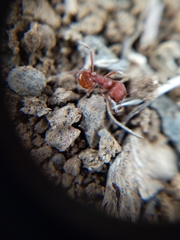 Pogonomyrmex