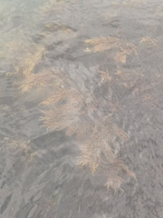Sargassum muticum