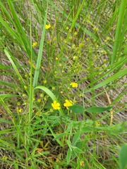 Potentilla longipes