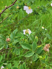 Rosa canina