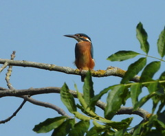 Alcedo atthis