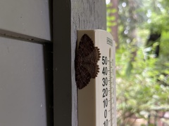 Rheumaptera meadii