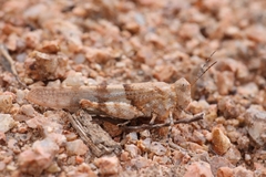 Sphingonotus caerulans