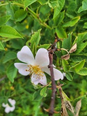 Rosa canina