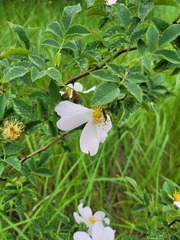 Rosa canina