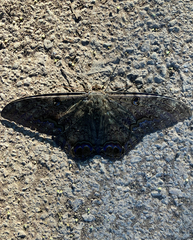 Ascalapha odorata
