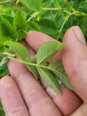 Rosa canina