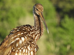 Aramus guarauna