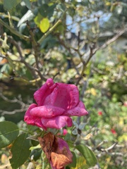 Rosa rubiginosa