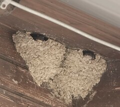 Ptyonoprogne rupestris