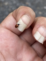 Endomychus biguttatus