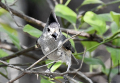 Baeolophus atricristatus