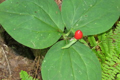 Trillium undulatum