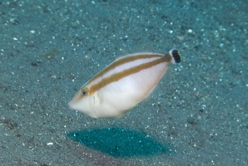 Pseudalutarius