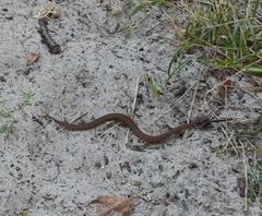 Vipera berus