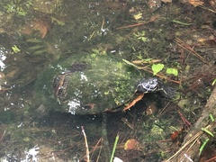 Pseudemys rubriventris